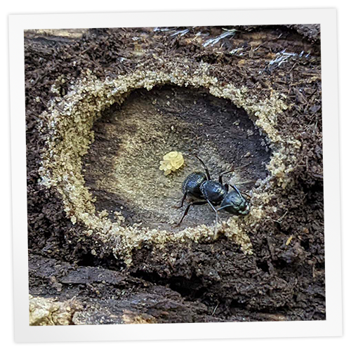How to Catch a Queen Ant Let's Go Avocado!