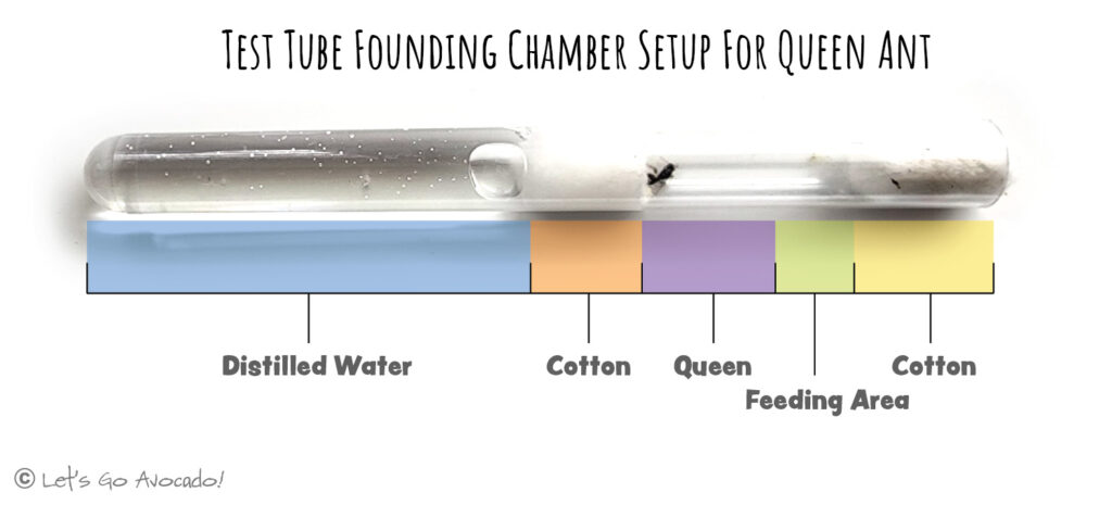 Test Tube founding chamber diagram for queen ant