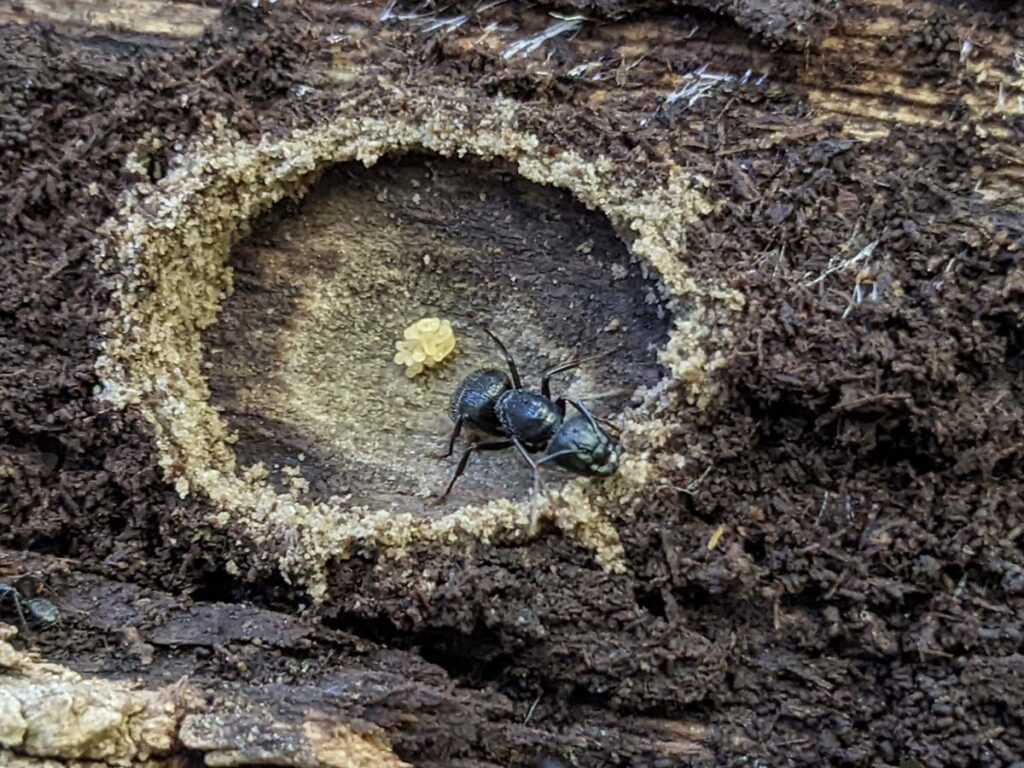 Queen ant protecting her eggs