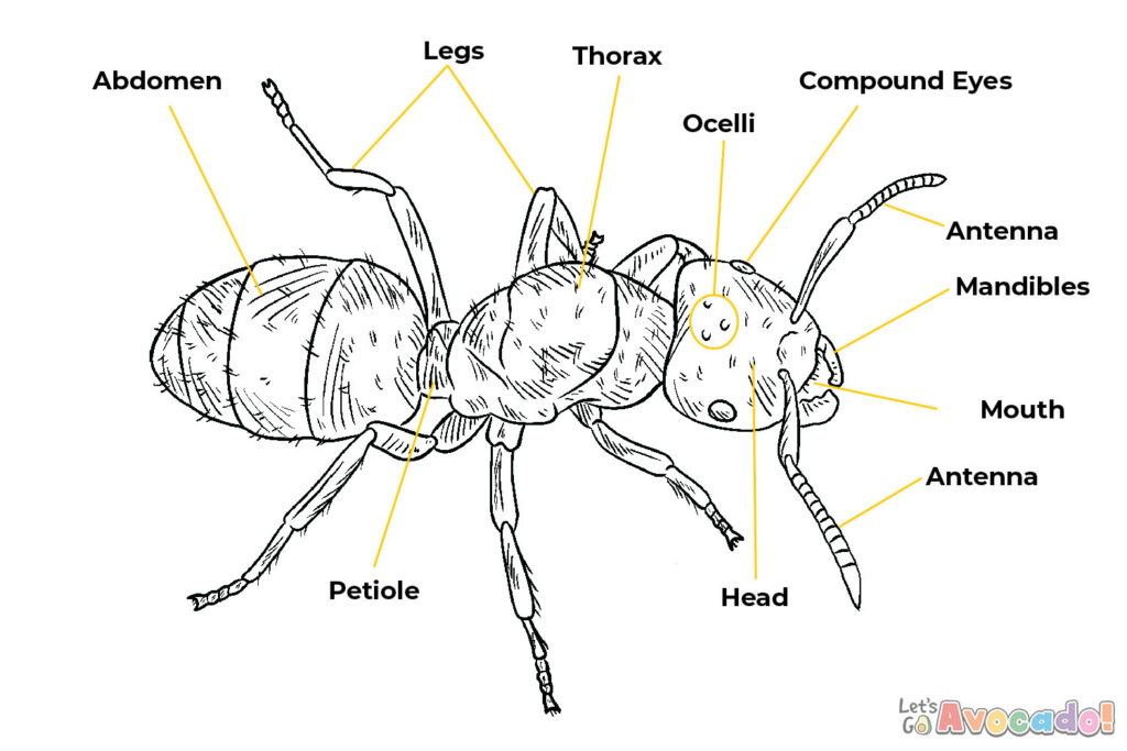 basic ant anatomy