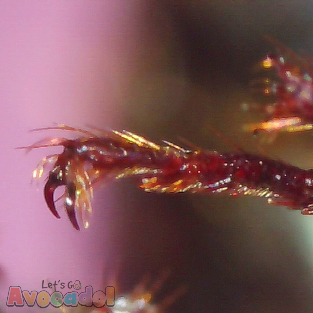 ant leg claws closeup