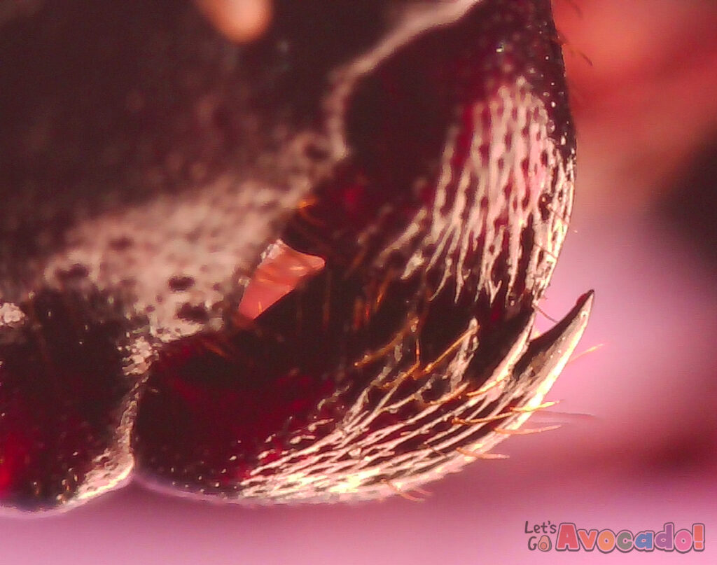 ant mandibles closeup