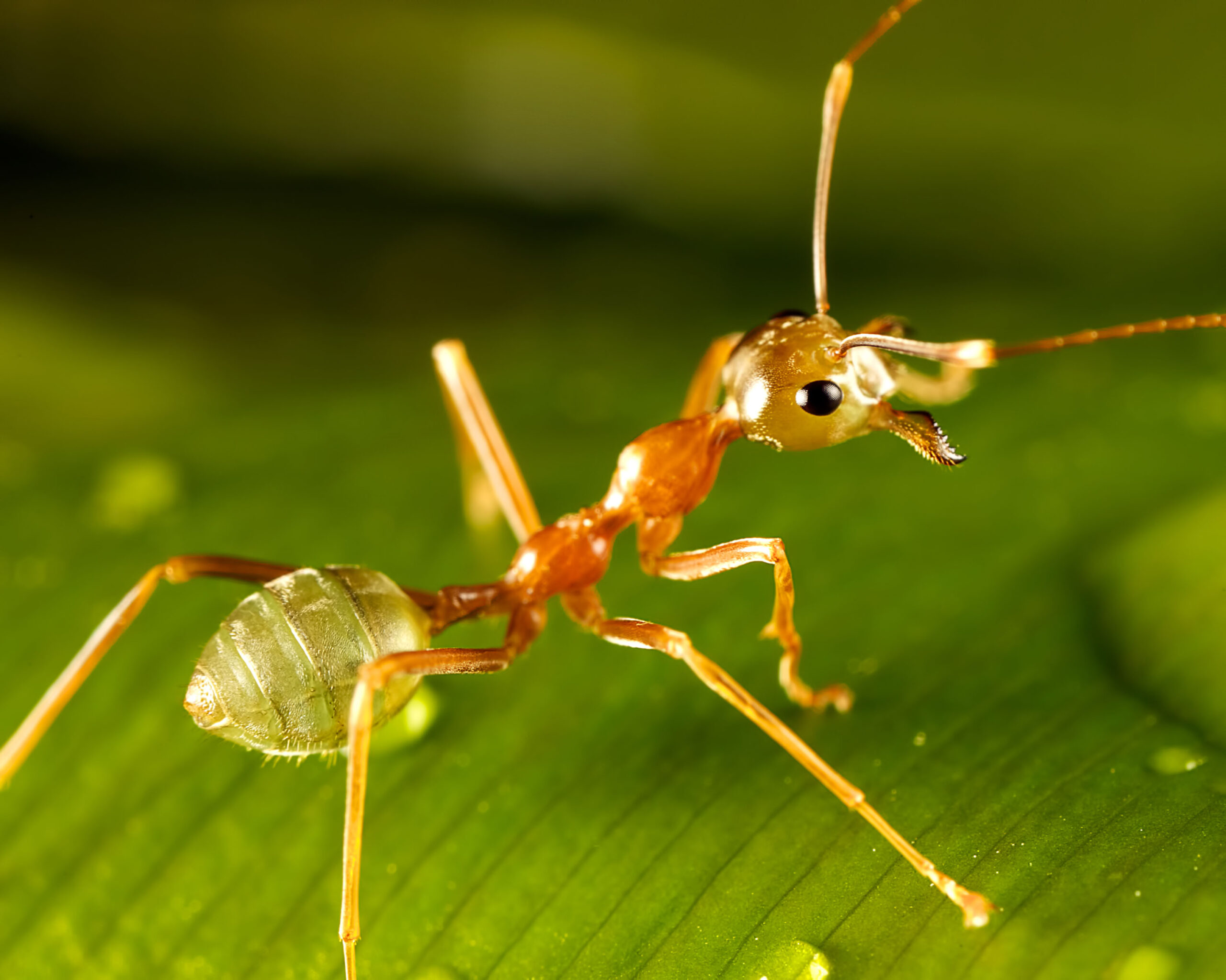 ant on leaf