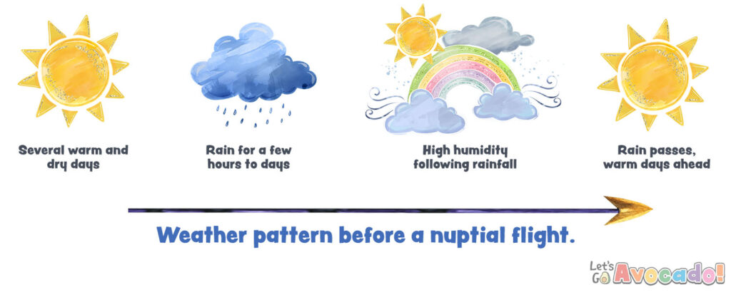 Weather pattern before ant nuptial flight