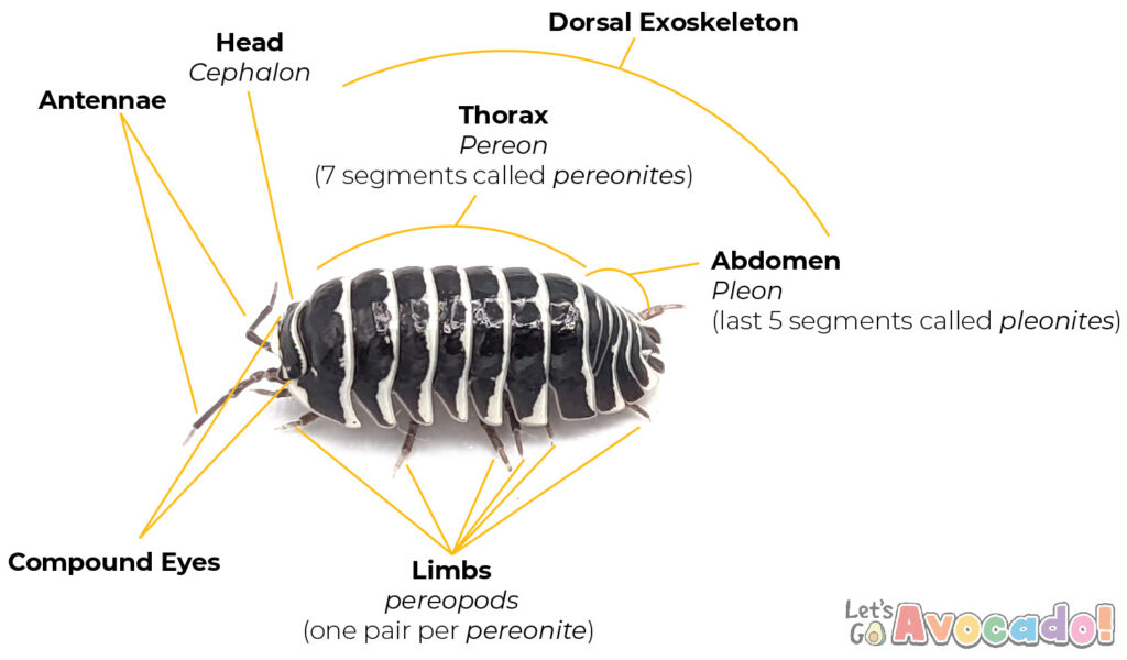 Anatomy of isopods