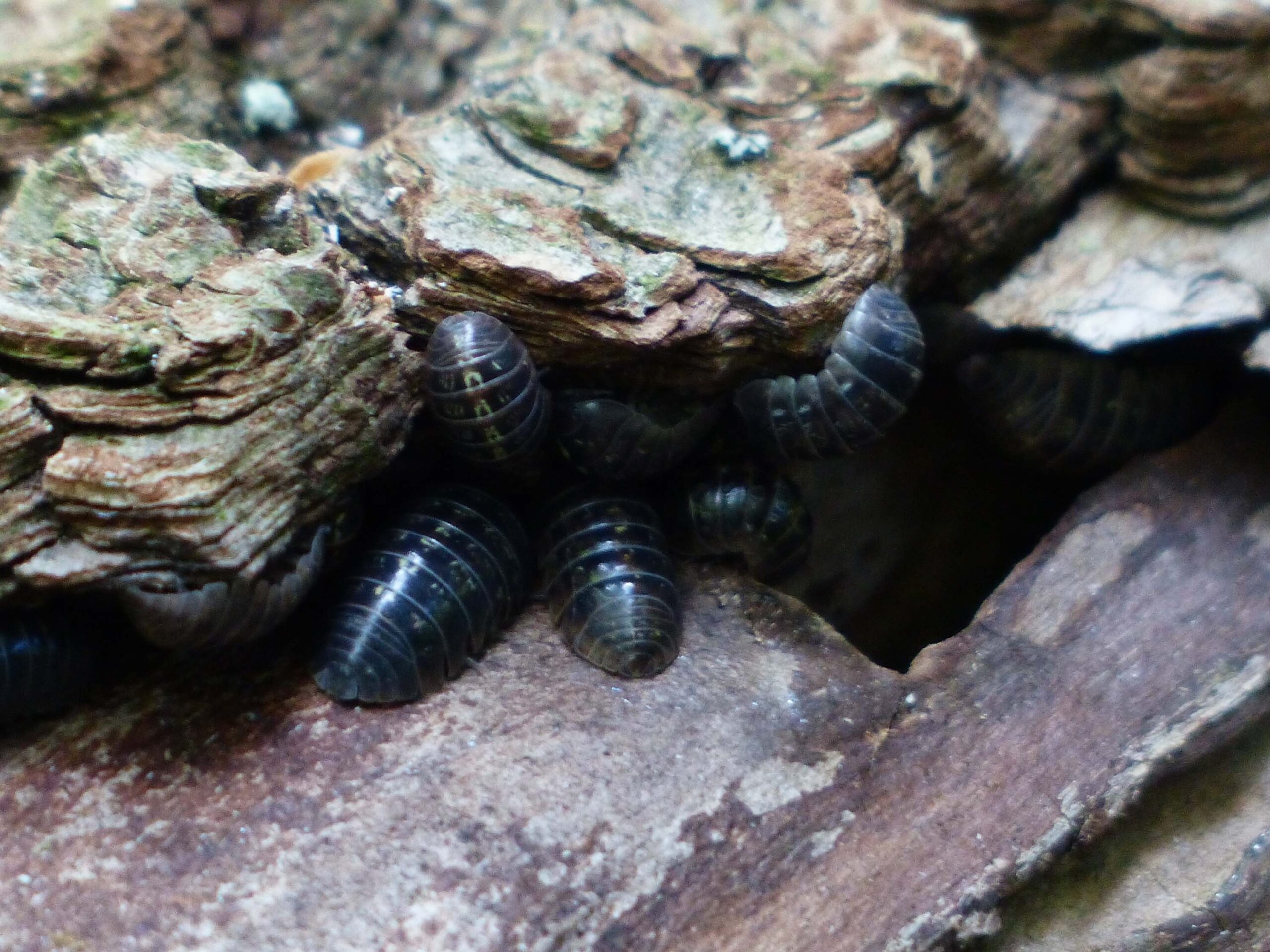 isopods wood lice