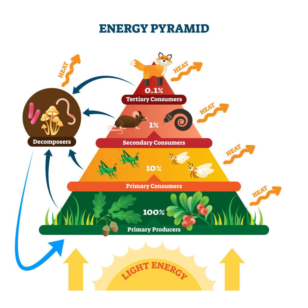 Energy Pyramid Trophic Levels