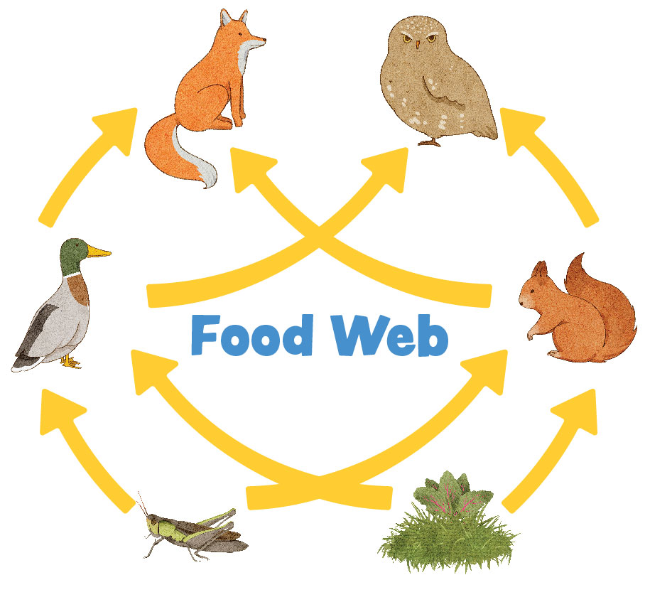 The Food Web