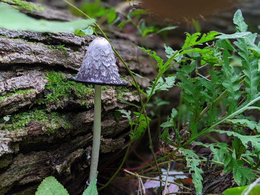 Inky Cap Mushroom