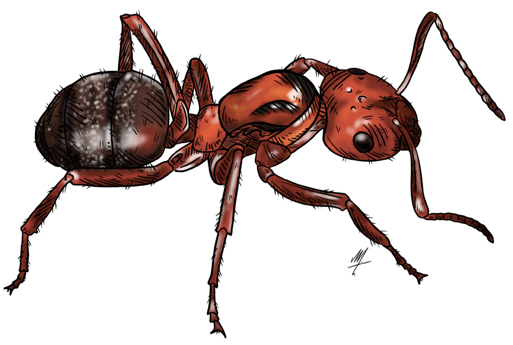 formica aserva