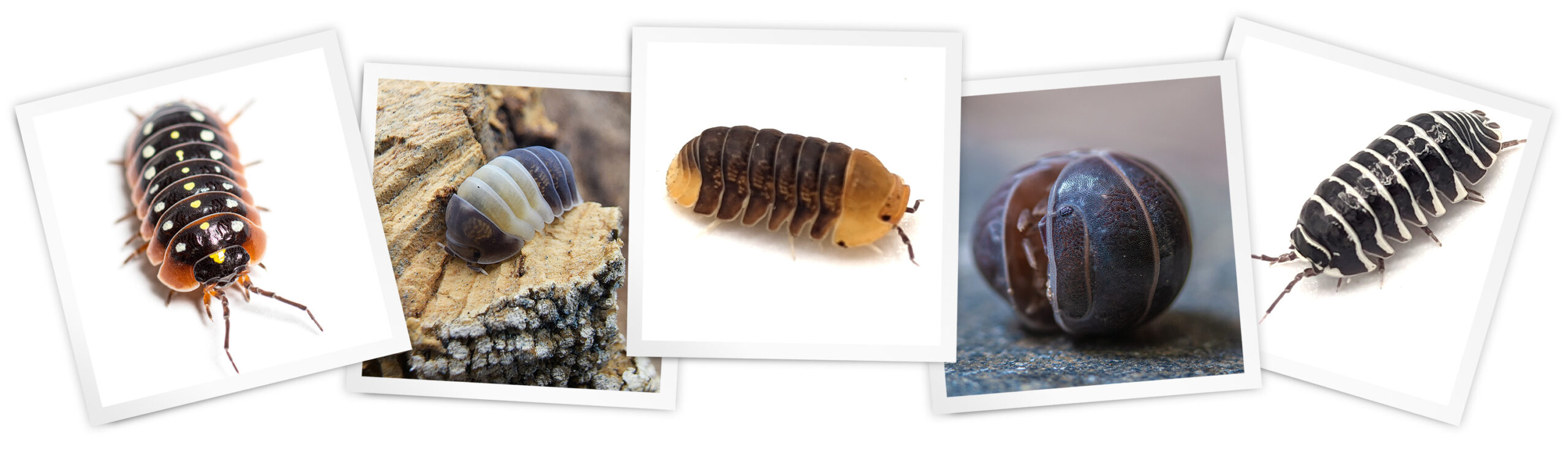 Isopods page header