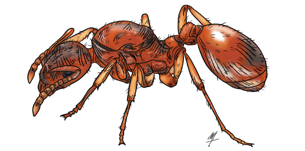 myrmica rubra european fire ant