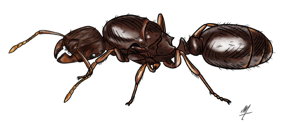 tetramirum immigrans