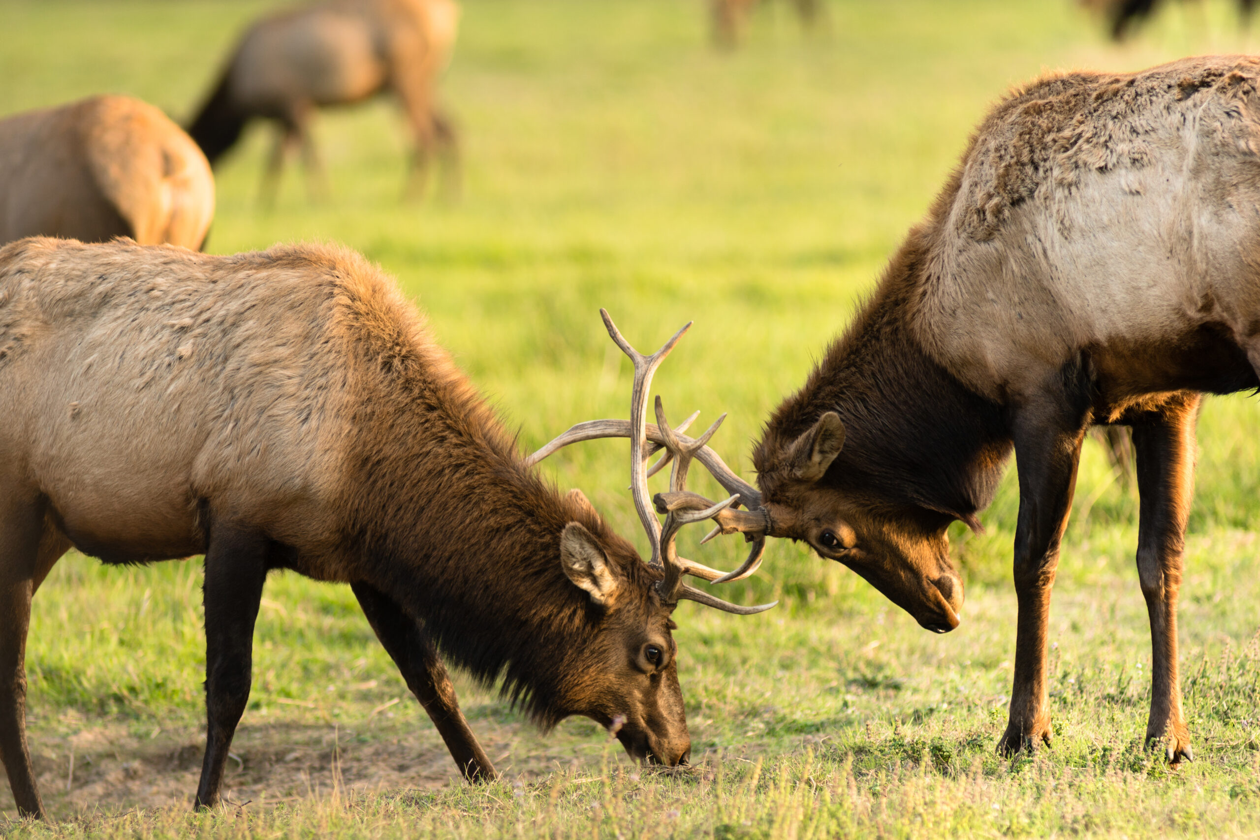 Male Elks Locking Antlers