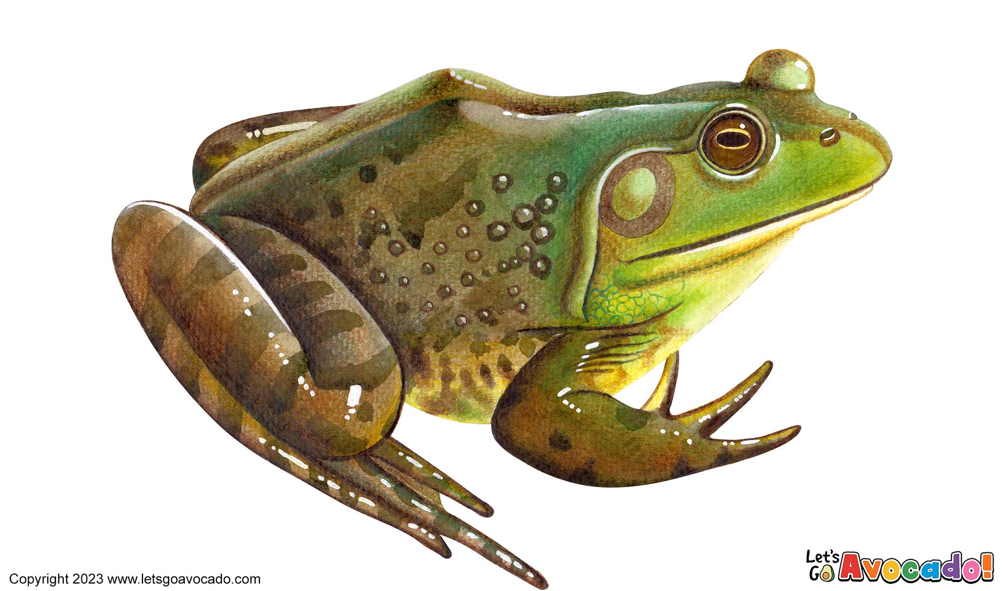 American Bullfrog Color