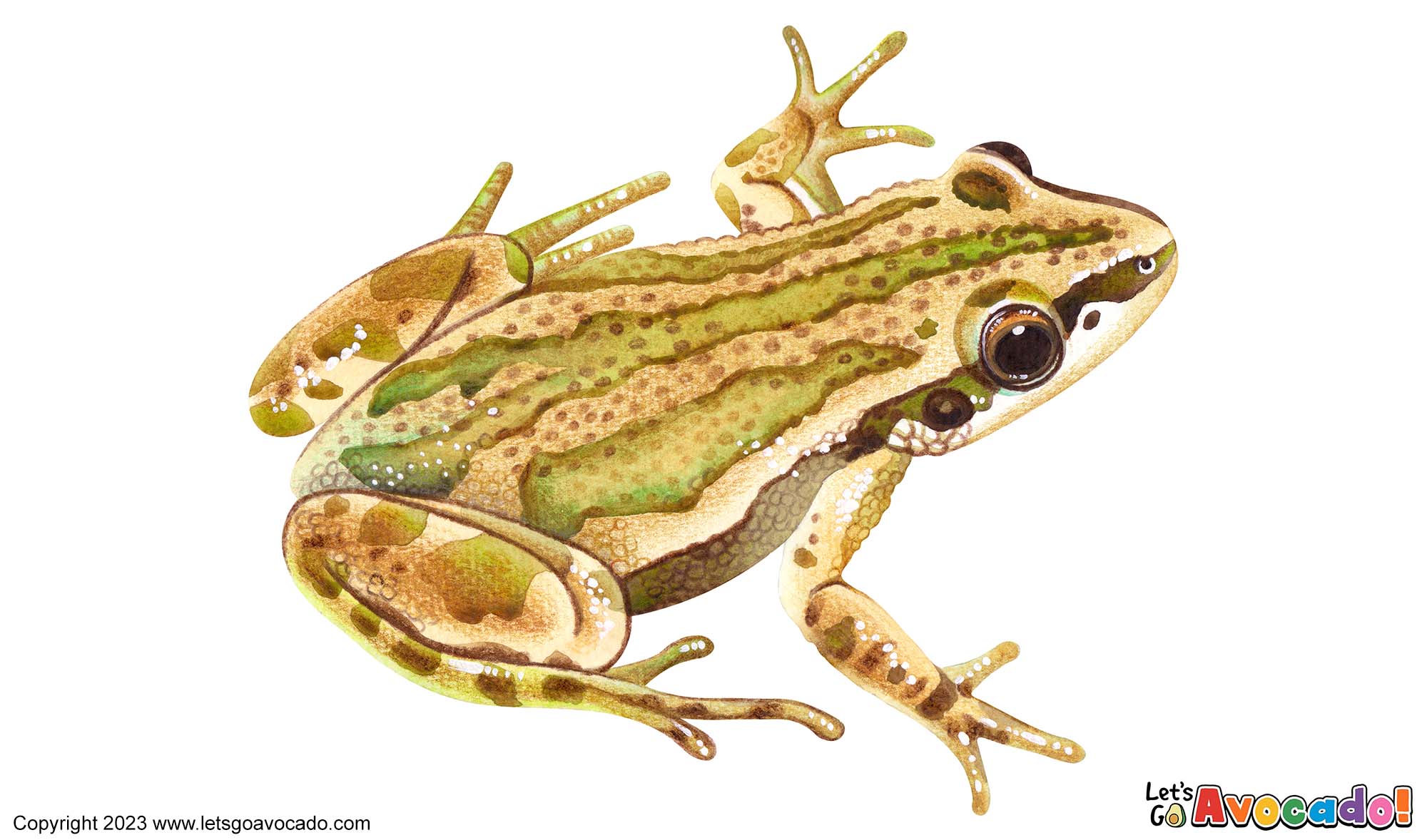 Boreal Chorus Frog