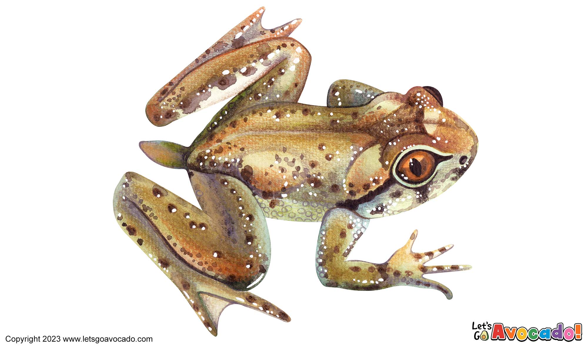 Coastal Tailed Frog