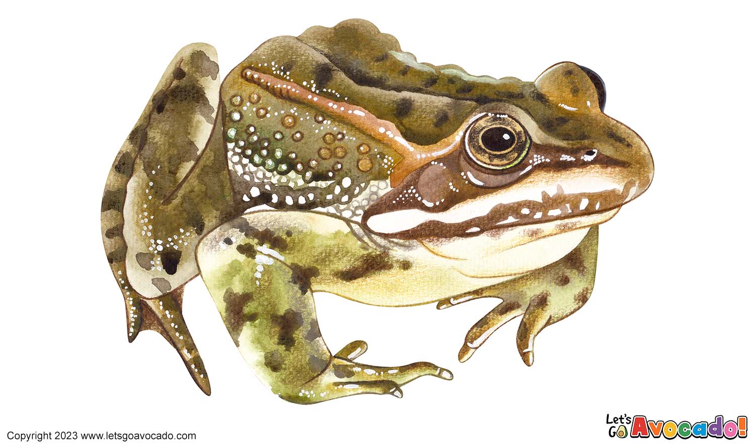 Columbia Spotted Frog