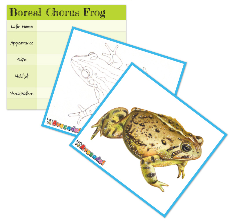 Frog Sepcies ID Card Thumb