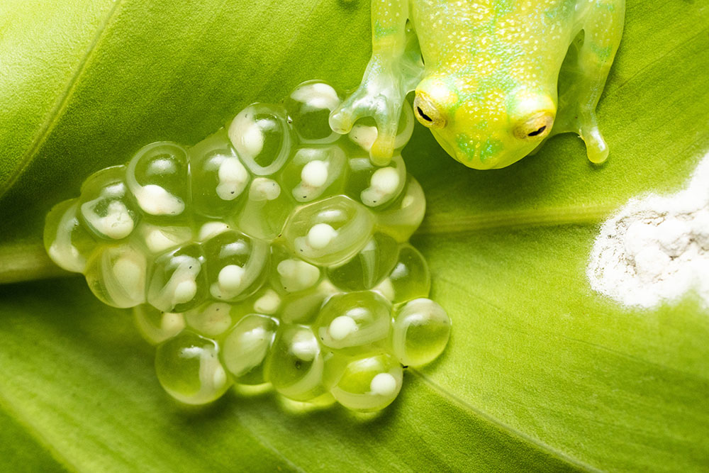 Frog eggs camouflaged on leaf