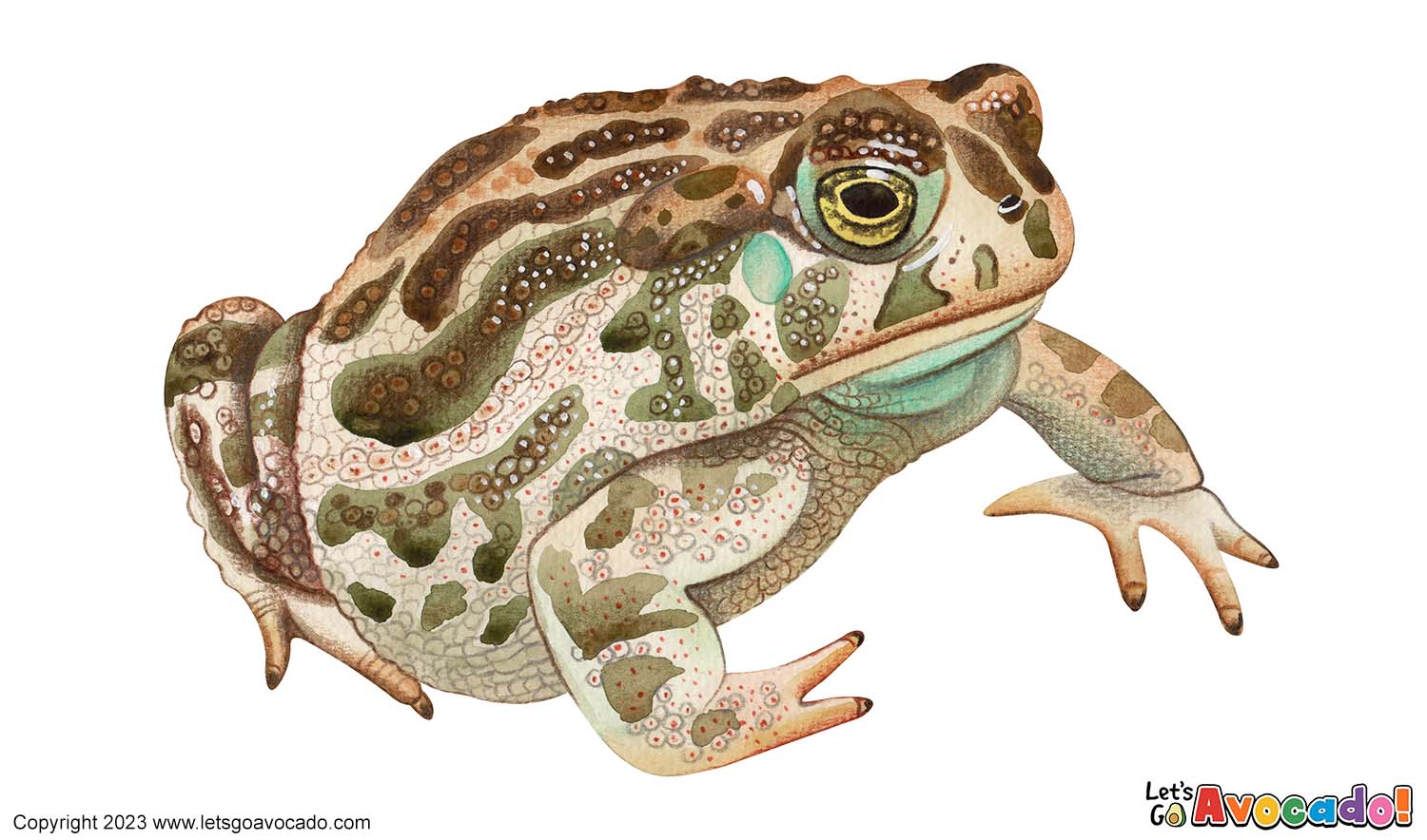 Great Plains Toad