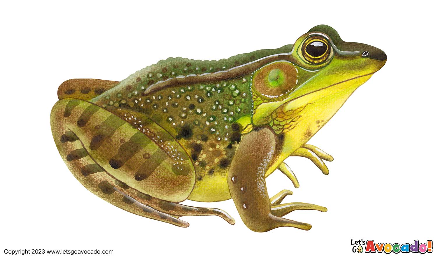 Green Frog