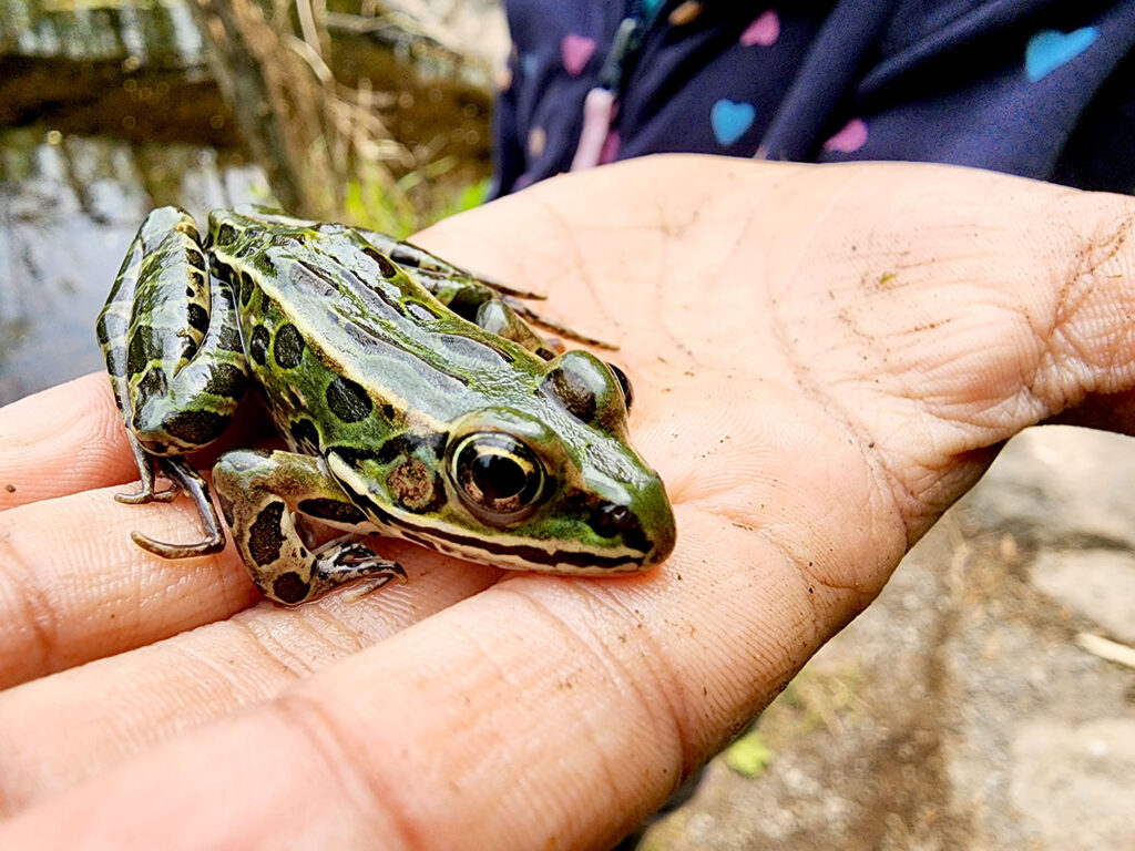 Northern Leopard Frog