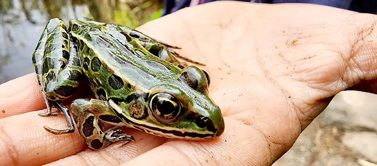 Northern Leopard Frog Lifecycle
