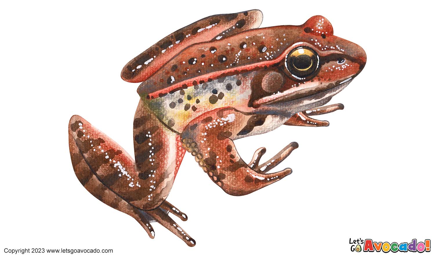 Northern Red-Legged Frog