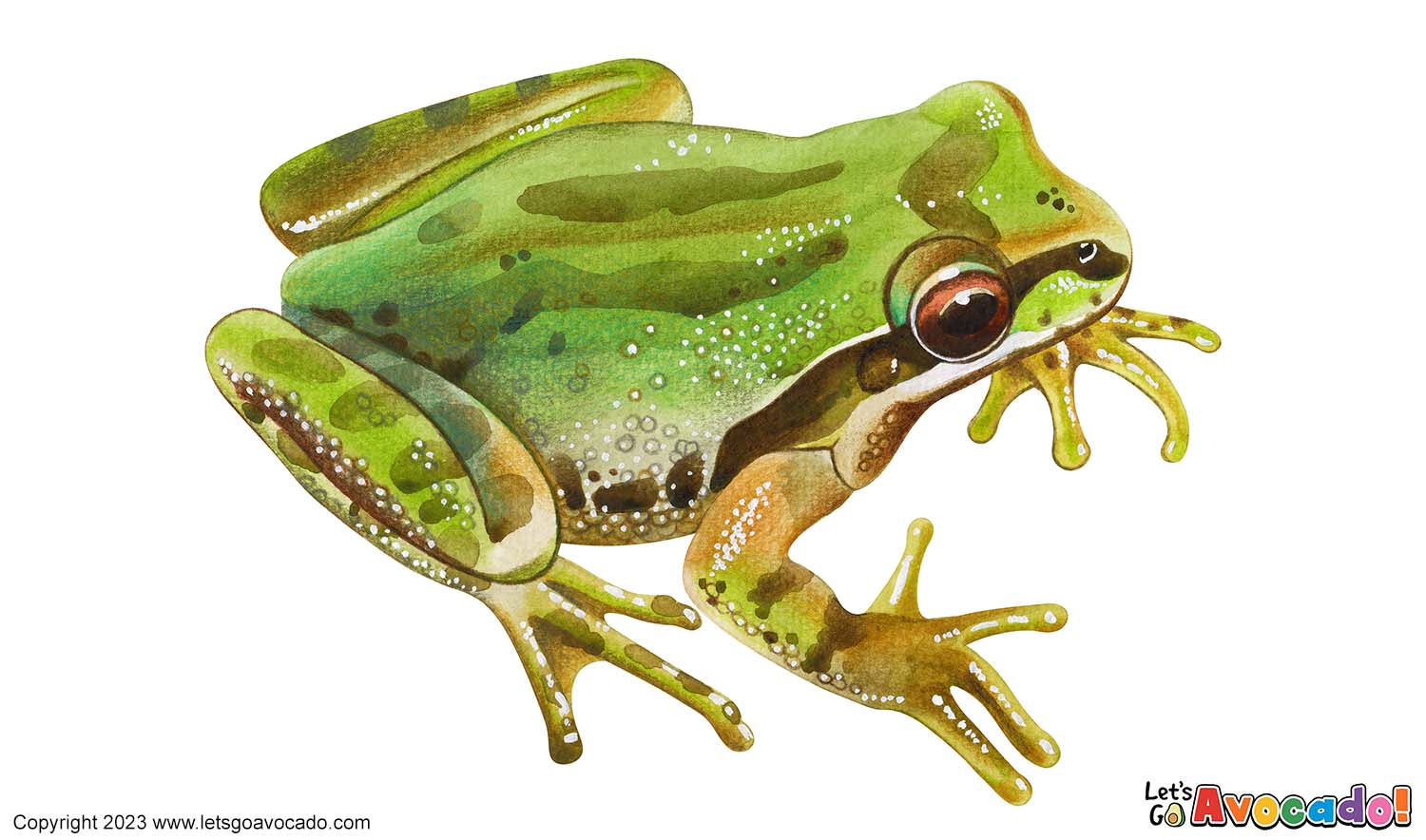 Pacific Treefrog