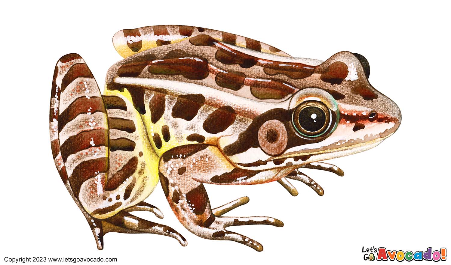 Pickerel Frog