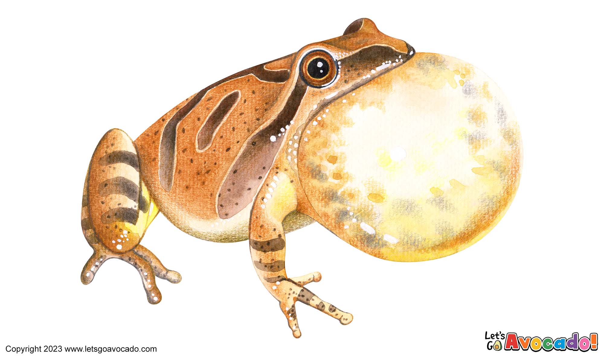 Spring Peeper