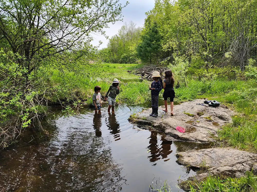 Frog Pond - Where can i find frog eggs