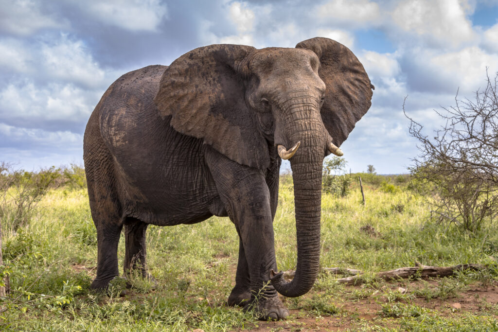 elephant trampling grass