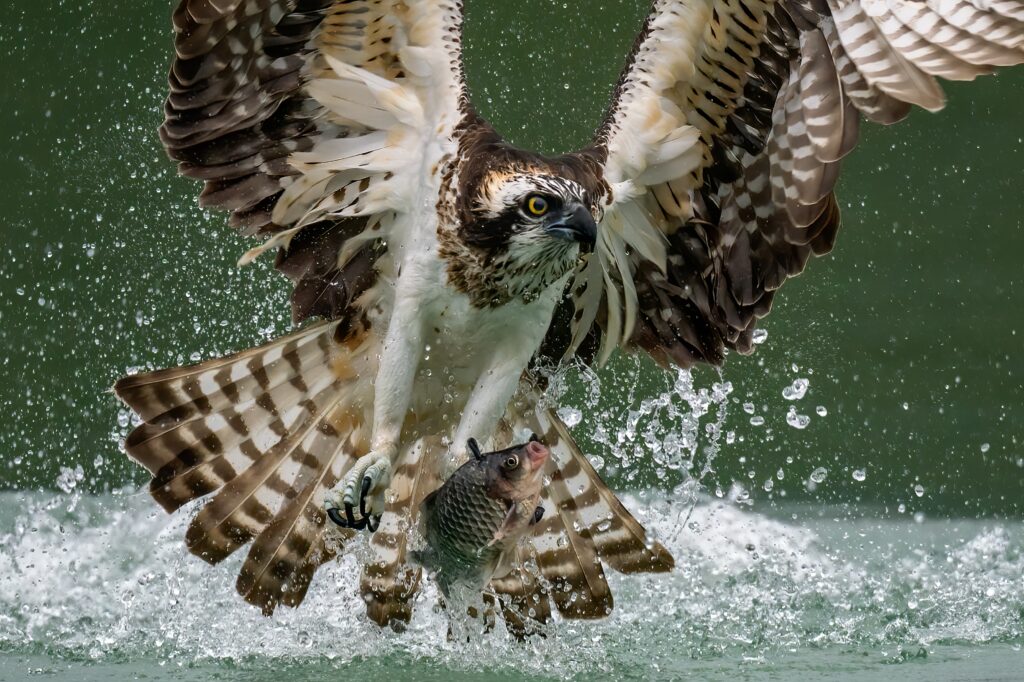 sea hawk hunting fish