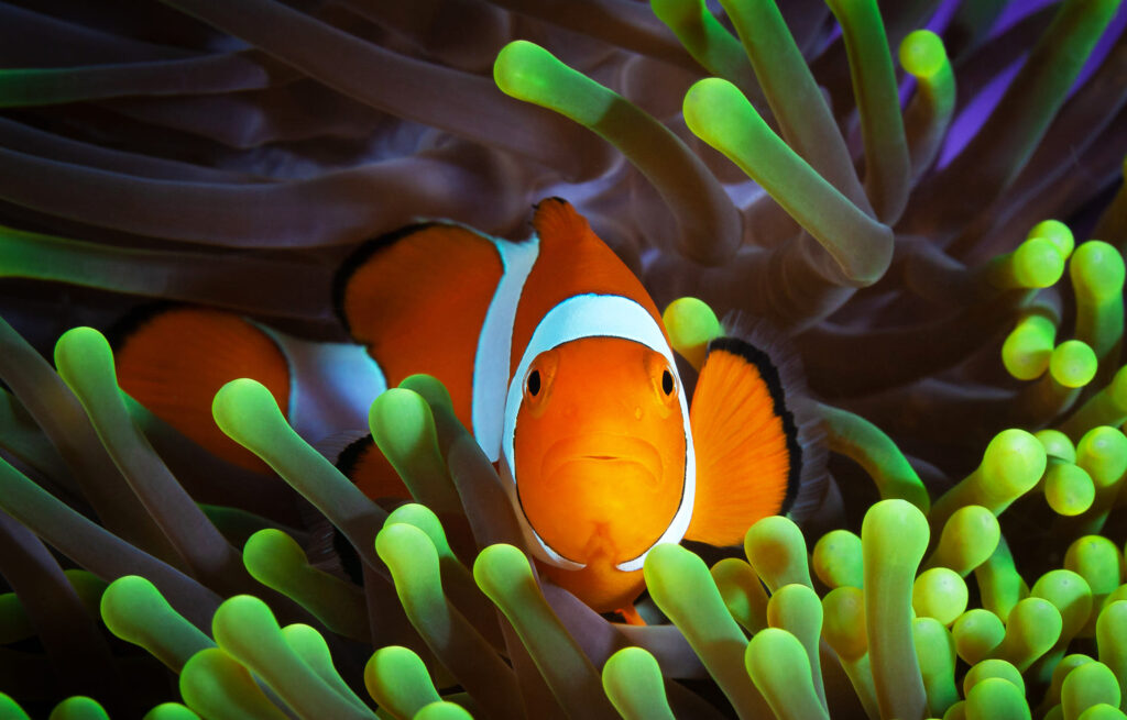 clown fish in anemone