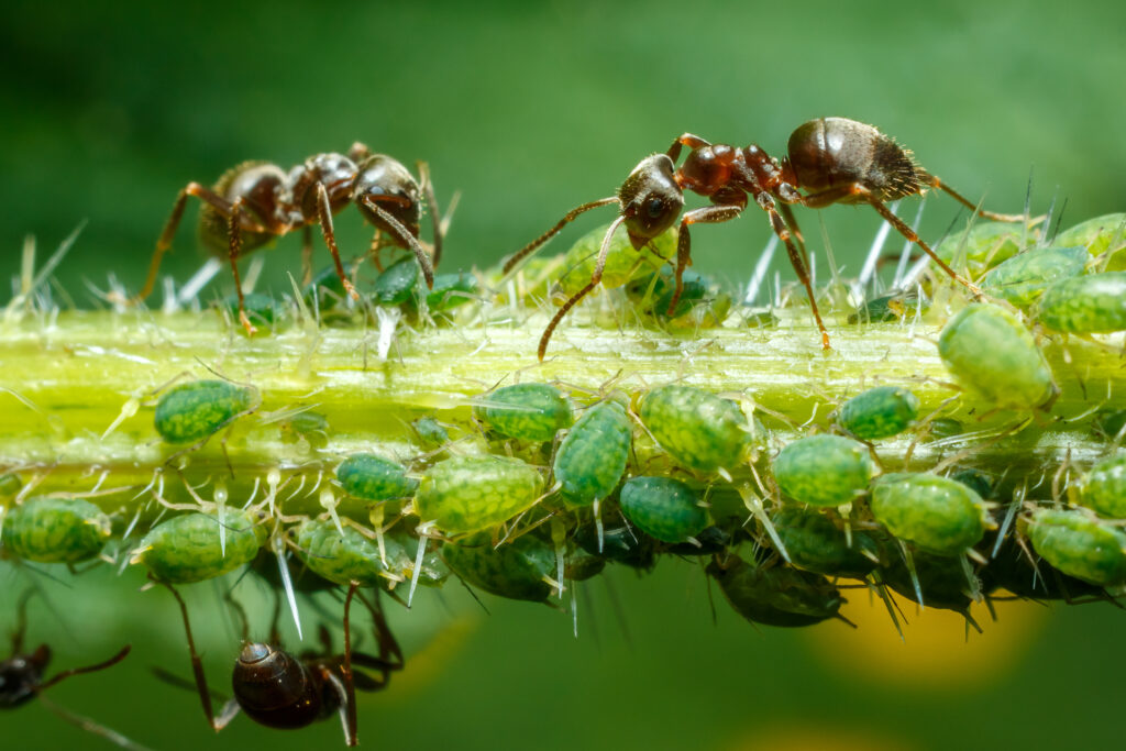 aphids and ants on plant stem