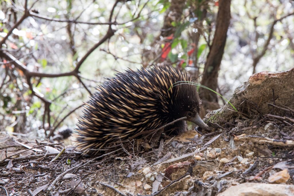 australian echidna