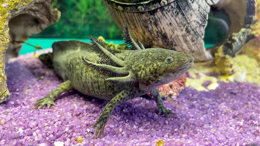 axolotl