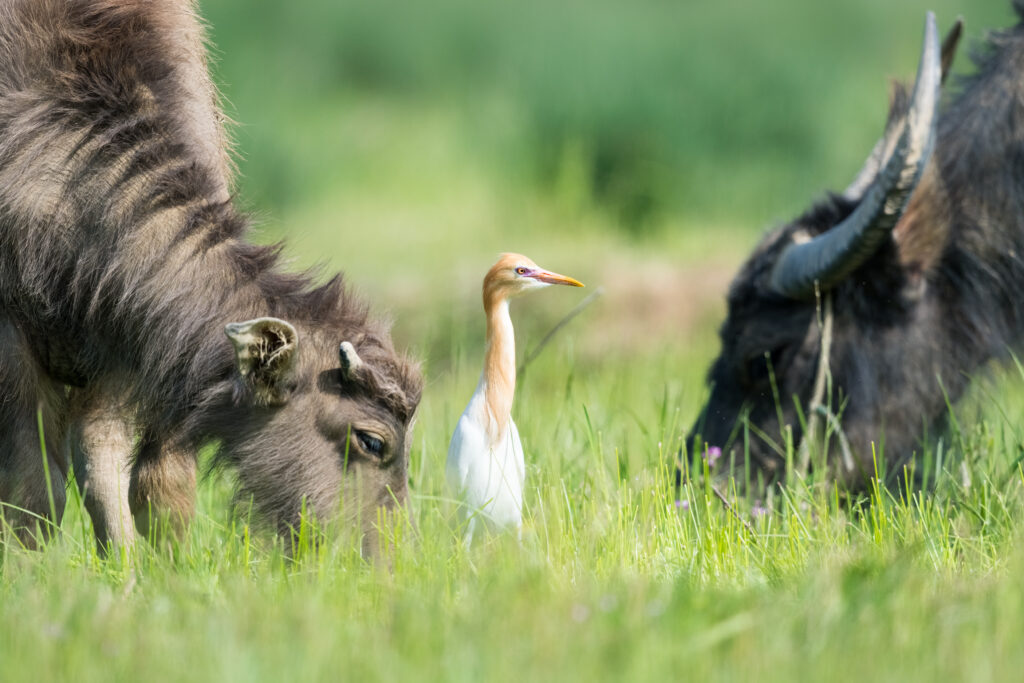 cattle egret