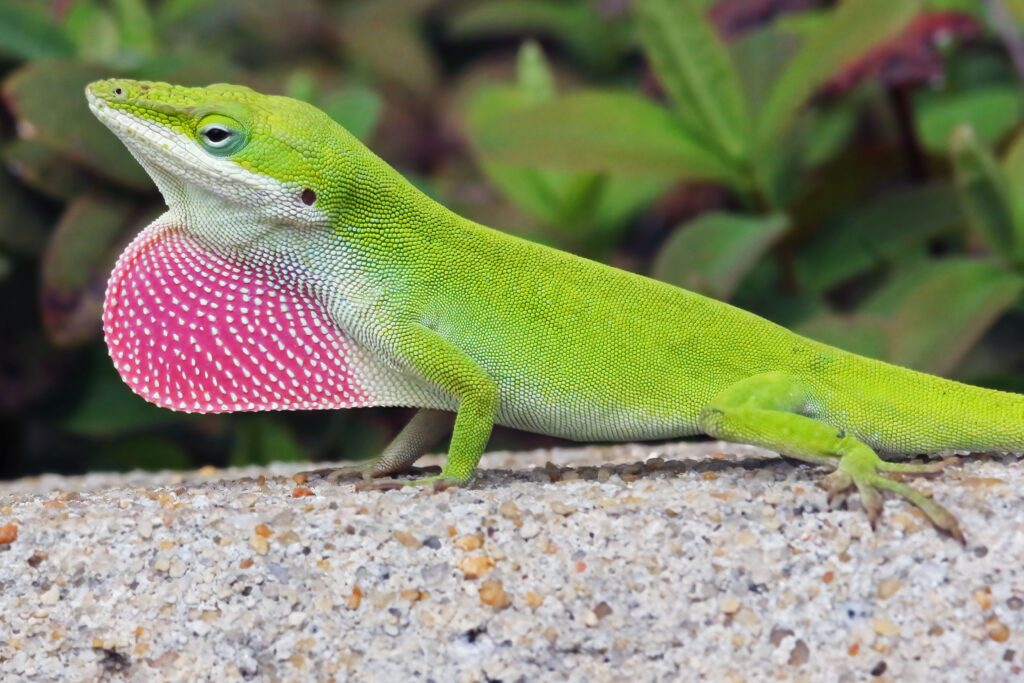 Green anole lizard