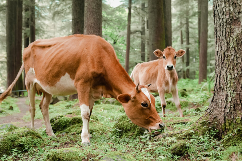 cows grazing