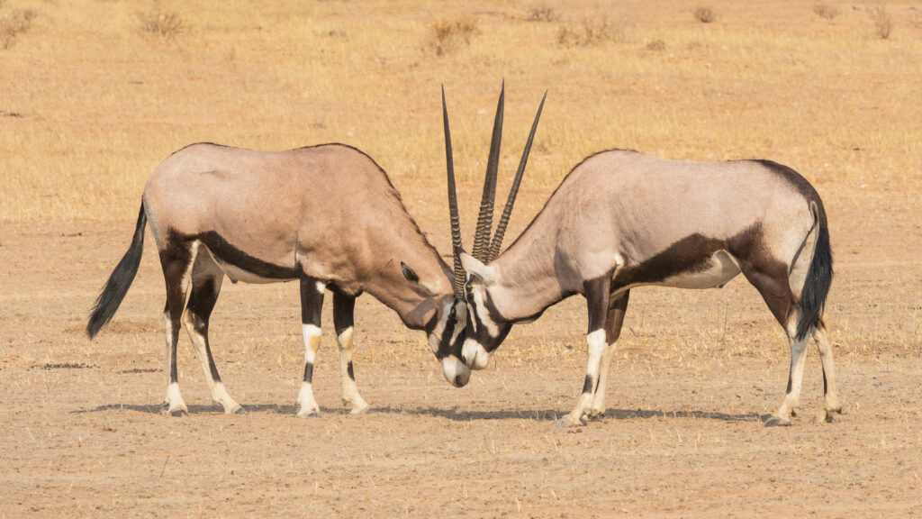 Gemsbok fighting