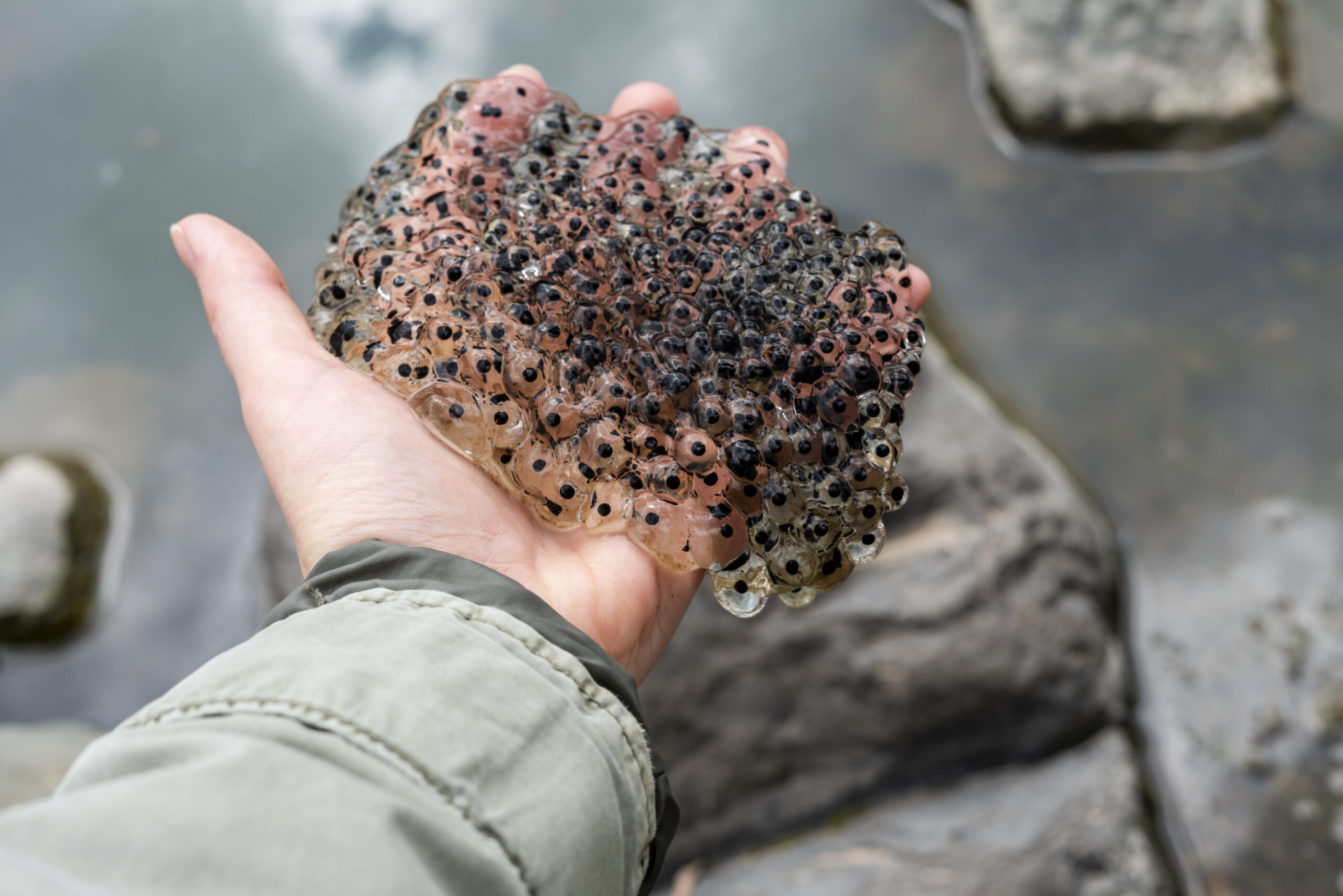 Frog and toad eggs