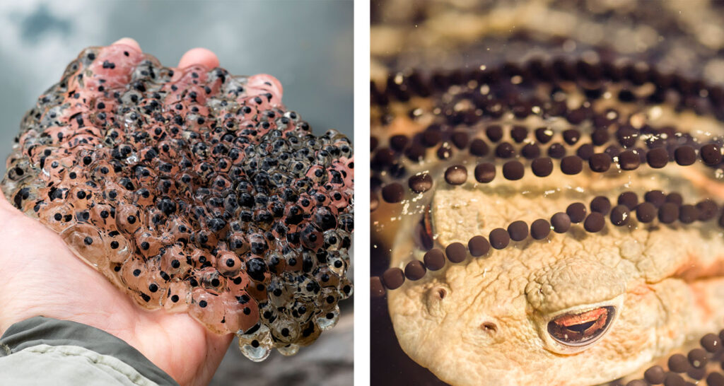 frog vs toad eggs