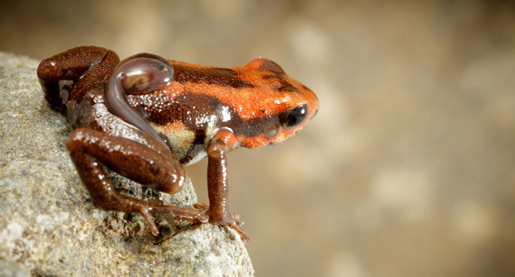 frog with tadpole on back