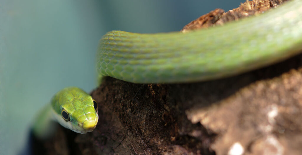 green snake