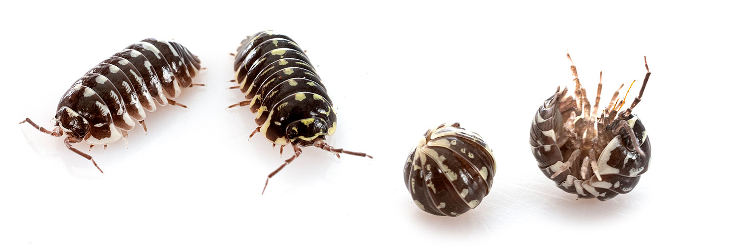 How To Create A Habitat For Isopods Let's Go Avocado!