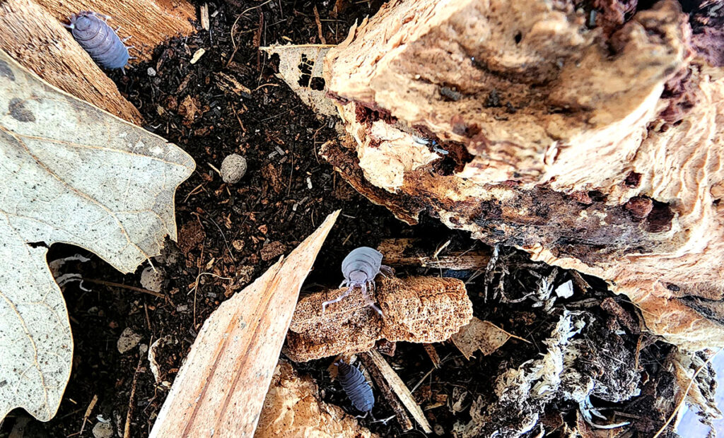 isopods in enclosure