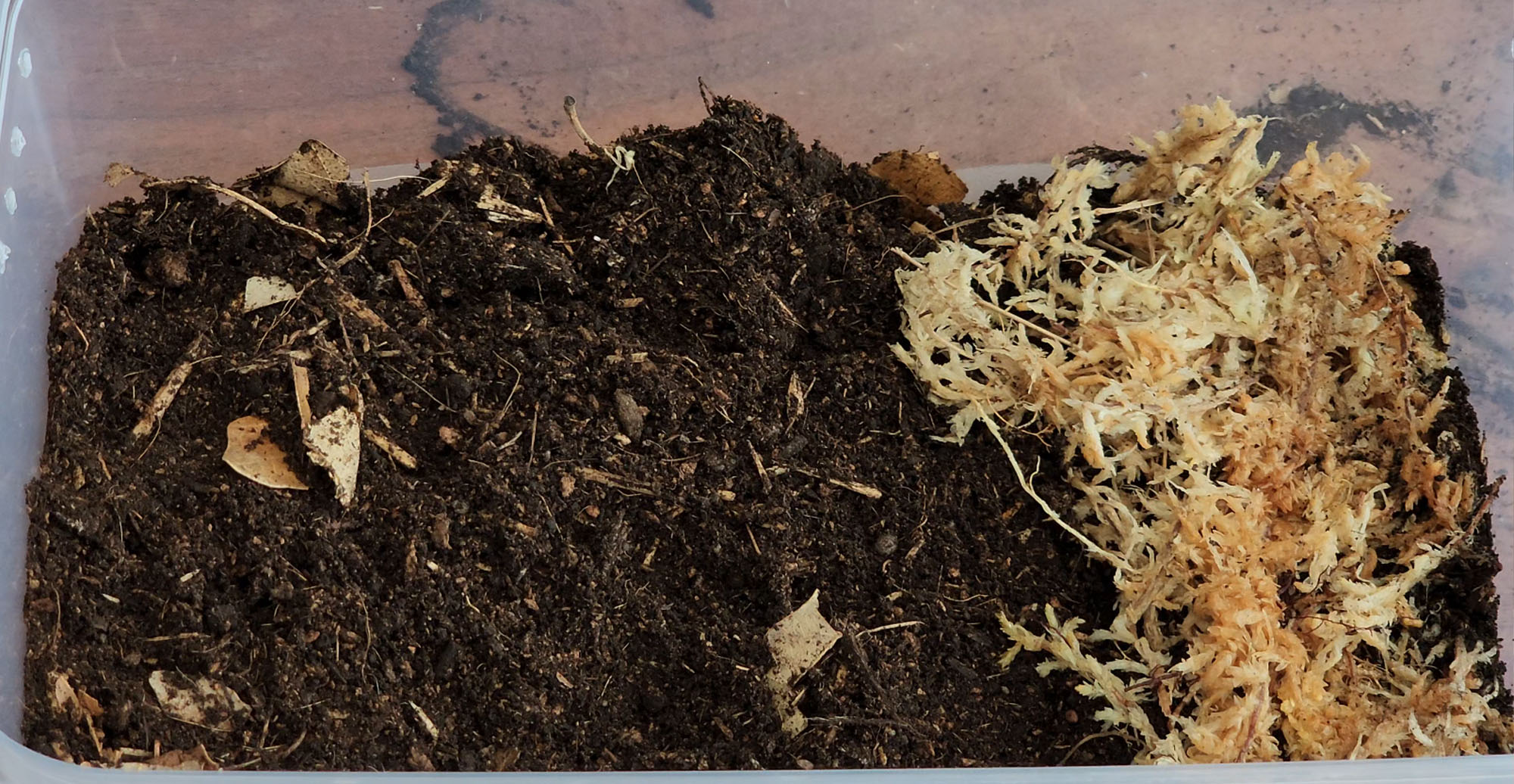 How To Create A Habitat For Isopods Let's Go Avocado!